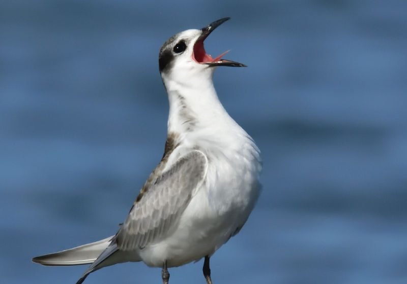 Διεκδίκηση: Μαθαίνω να επικοινωνώ τις ανάγκες και τα συναισθήματά μου